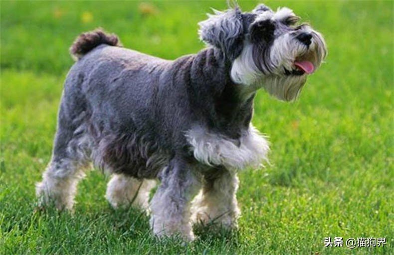 如何选择品相甜美的雪纳瑞,什么样的雪纳瑞品相最好