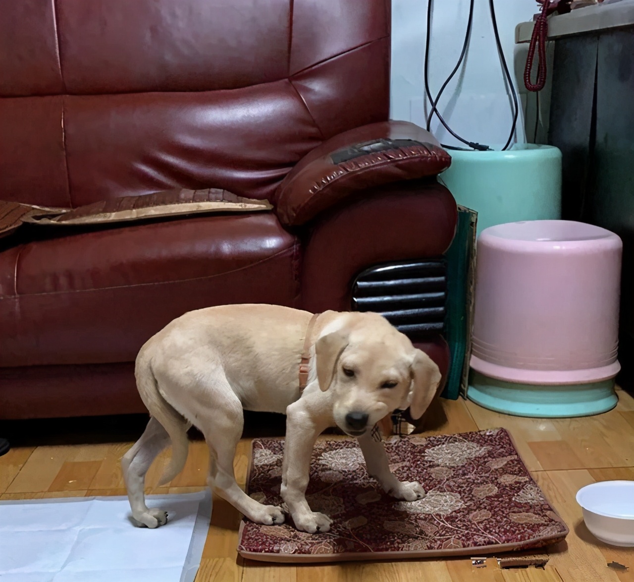 为了不让爷爷孤单，领养了一条狗狗，半年后：这是喂的猪饲料？