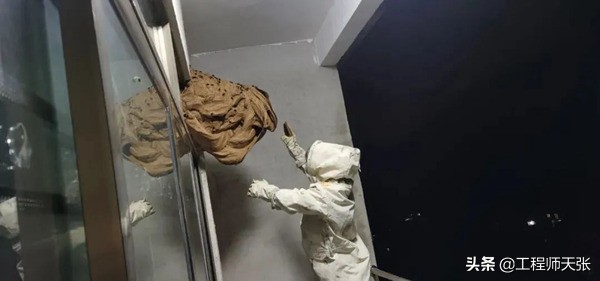 广西发现巨型马蜂,楼顶惊现巨型马蜂窝直径达半米