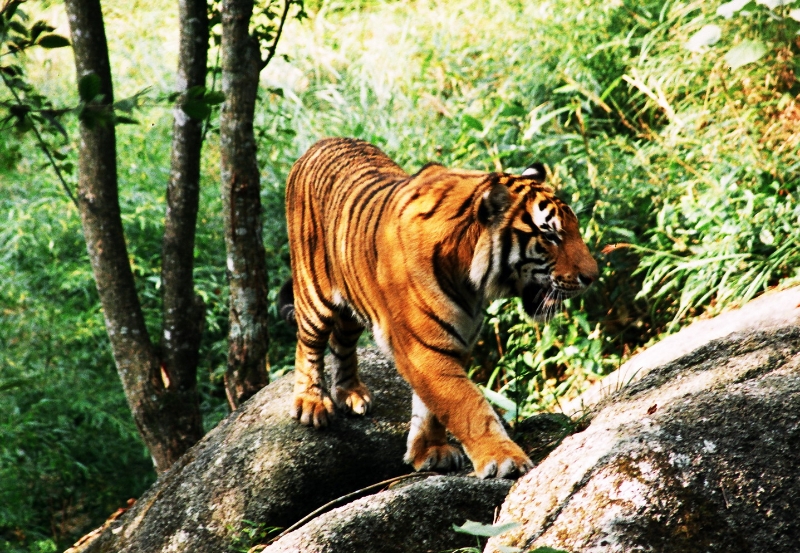 龙岩市旅游景区布局图,龙岩市旅游景区管理系统