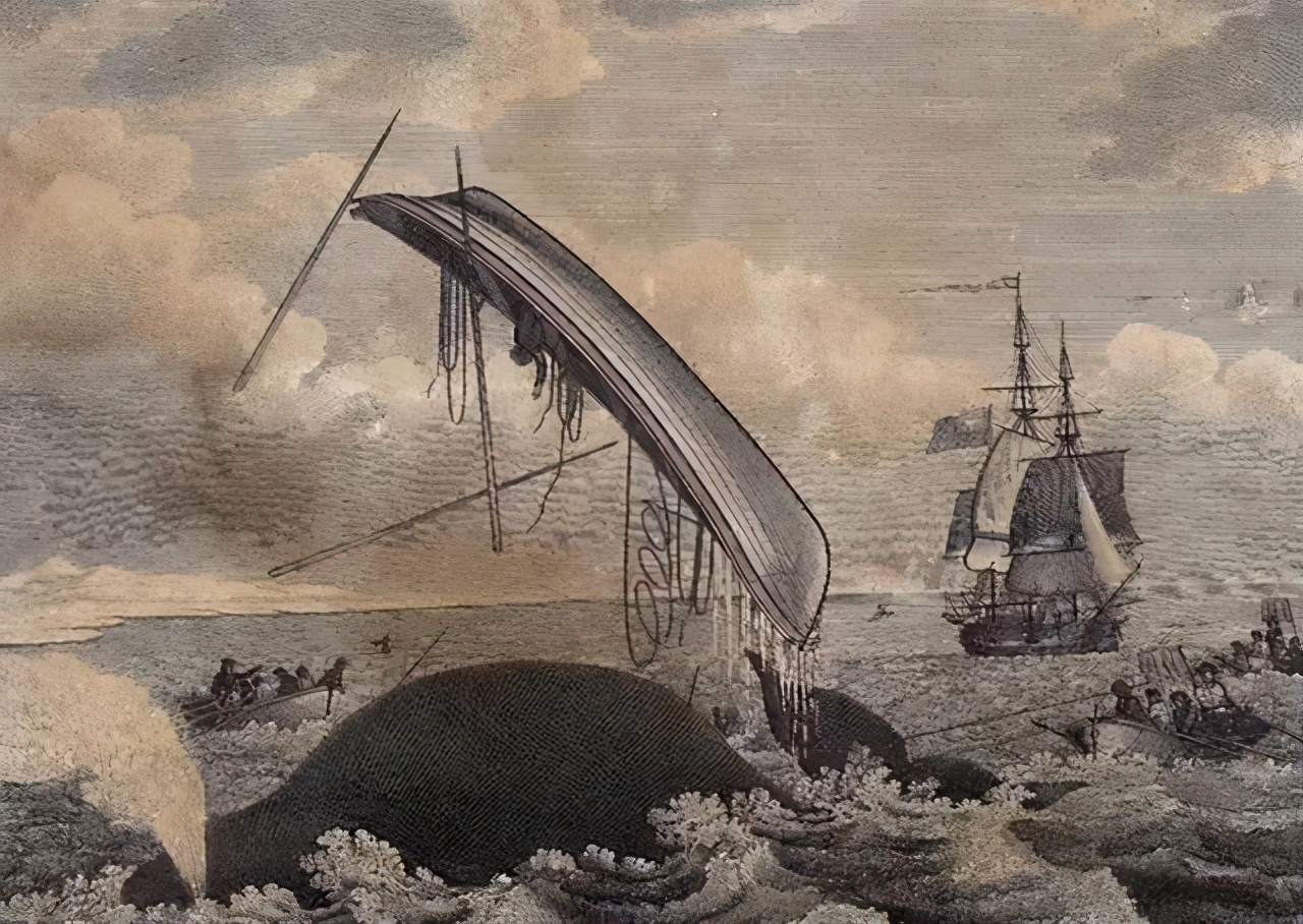 捕鲸船抹香鲸,抹香鲸捕鲸