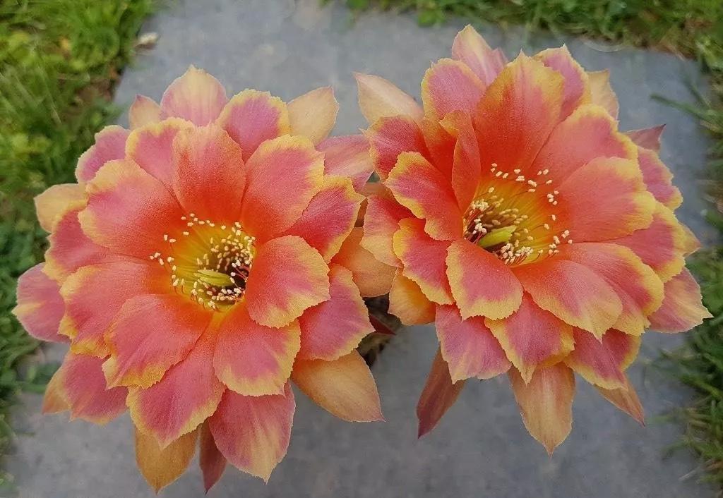 100种仙人球开花图鉴，平时丑丑的它们，开起花来，惊艳