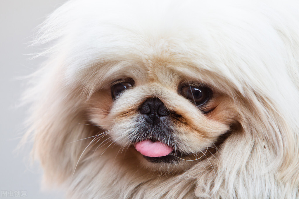 中华田园犬和拉布拉多的混血狗,最聪明的狗前十名中华田园犬