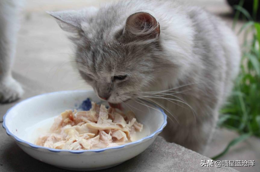 猫咪只吃猫粮不吃肉类可以吗,猫咪只吃肉不吃猫粮怎么补充营养
