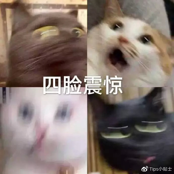 猫咪与自家小猫相处之道,怎么吸引猫咪让猫咪一直在你身边