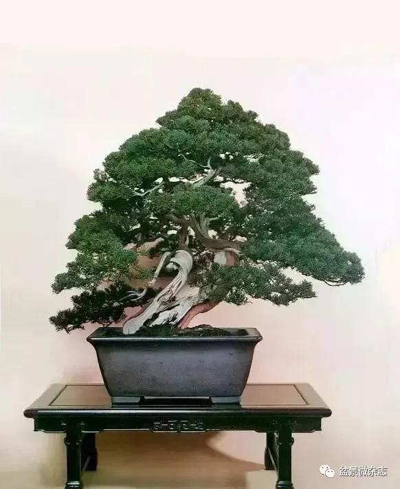 日本黄金光叶榉盆景 (日本风神盆景图片)