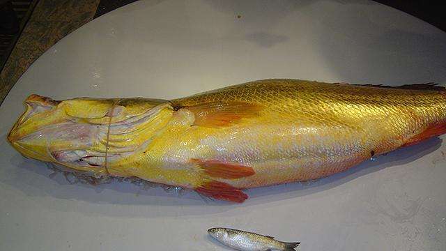 天价鱼多少钱一条,957万天价鱼