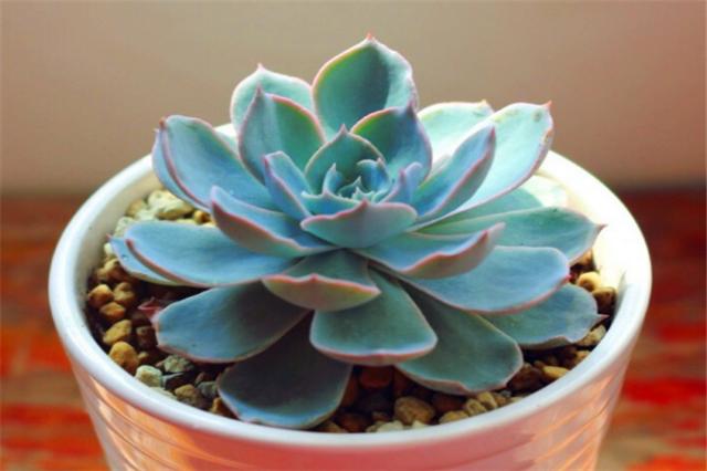 多肉蓝石莲怎么养更漂亮,多肉品种蓝石莲怎么养好