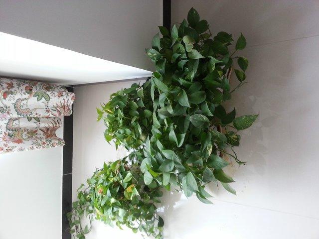 室内养绿萝最好的植物,室内适合养的18种植物绿萝