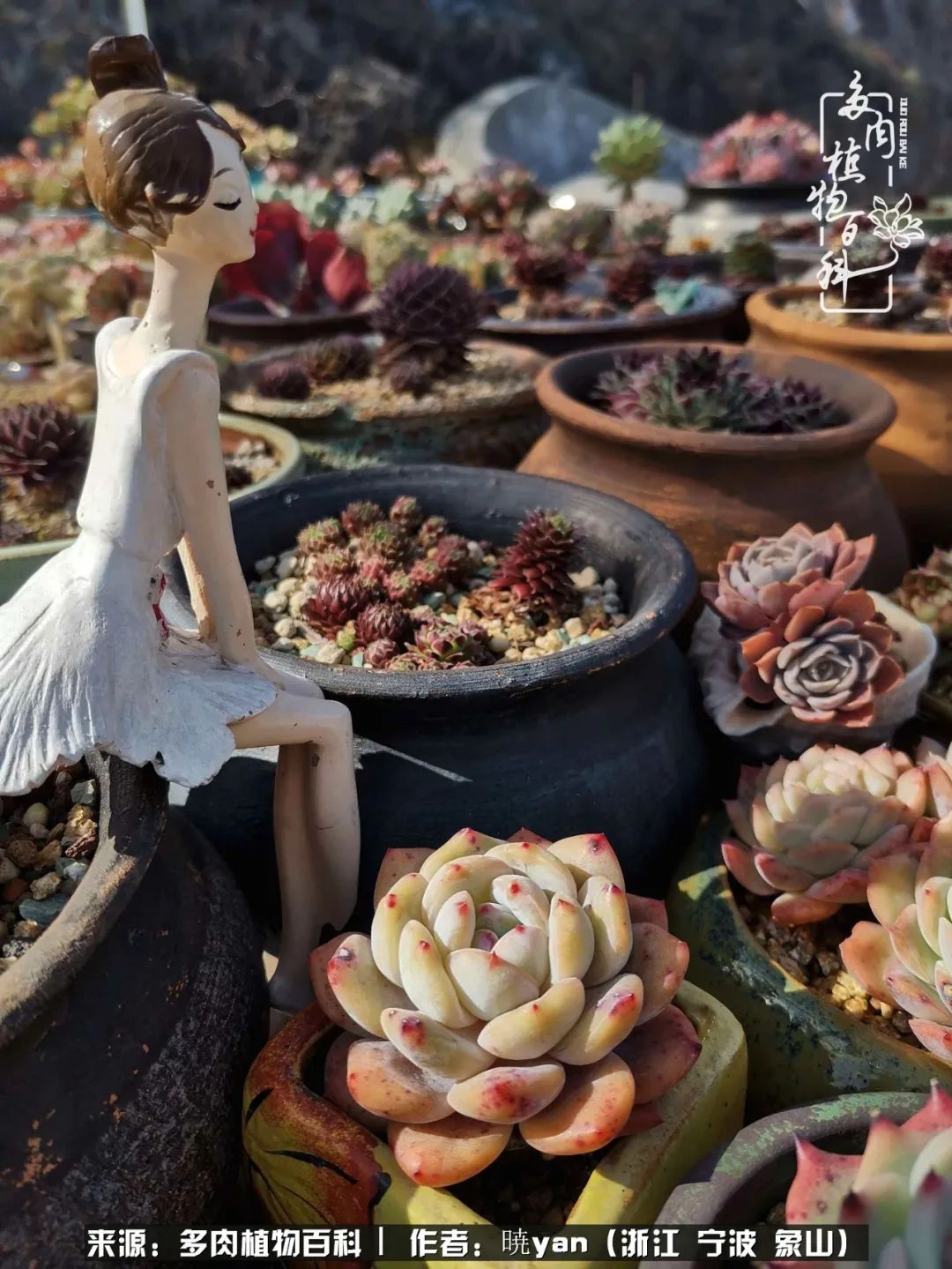 多肉初级入坑者,入坑多肉