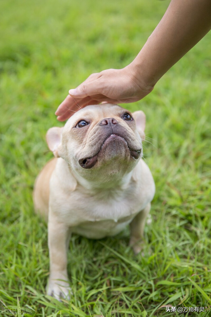 狗狗为什么喜欢舔主人,狗狗为啥喜欢舔脚趾