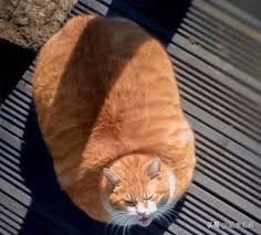 猫关节炎症状视频,猫得了关节炎怎么治