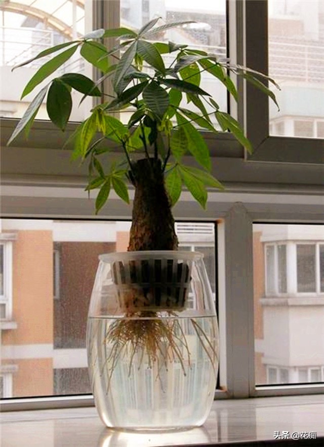 烂根的发财树用盐水可以消毒吗,烂根发财树