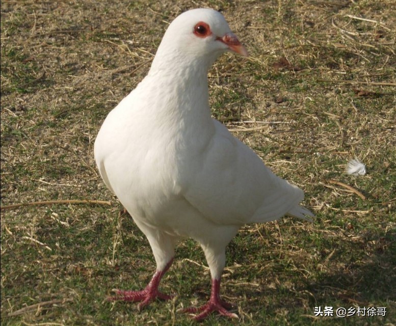 大规模养殖鸽舍如何建设,鸽子养殖户如何搭建鸽舍