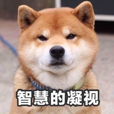 柴犬和土狗以及中华田园犬区别,网红狗柴犬