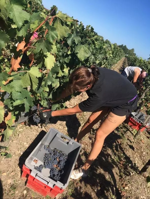 品乐Pinor：在法国葡萄园上班，就像在东北掰玉米……