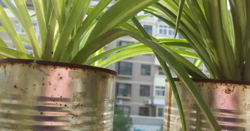 空奶粉罐种花方法,奶粉罐养花效果好吗