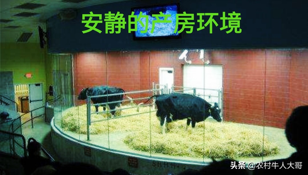 中国奶牛乳房炎的发病情况,奶牛乳房炎症状有哪些