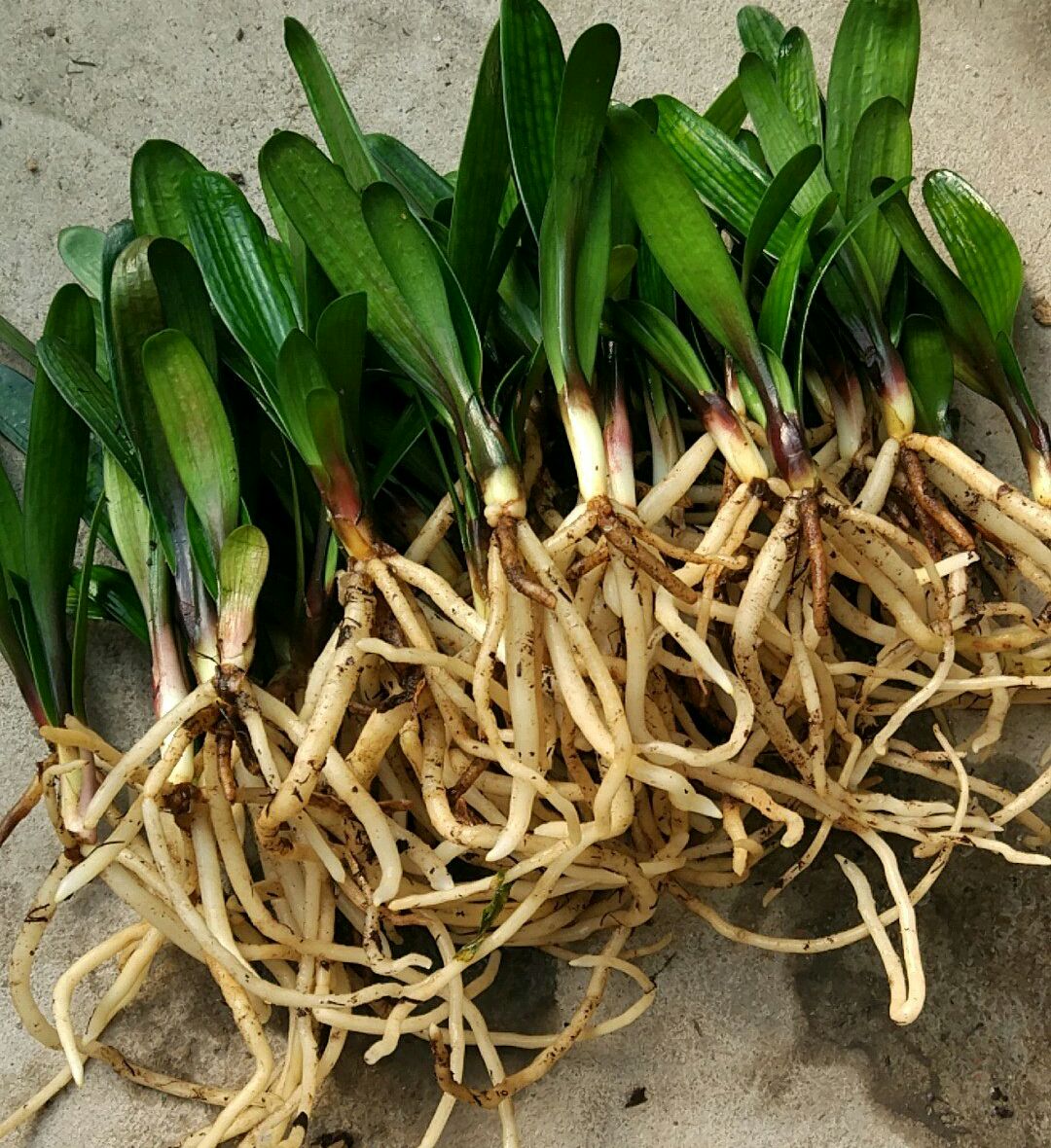 君子兰换盆后可以马上浇定根水吗,君子兰换盆以后几天可以浇定根水