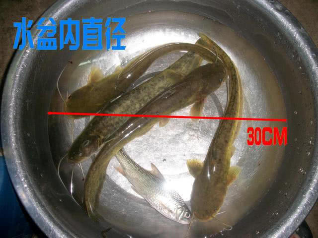 又到了钓淡水鱼的季节了,又到了钓翘嘴鳊鱼的季节