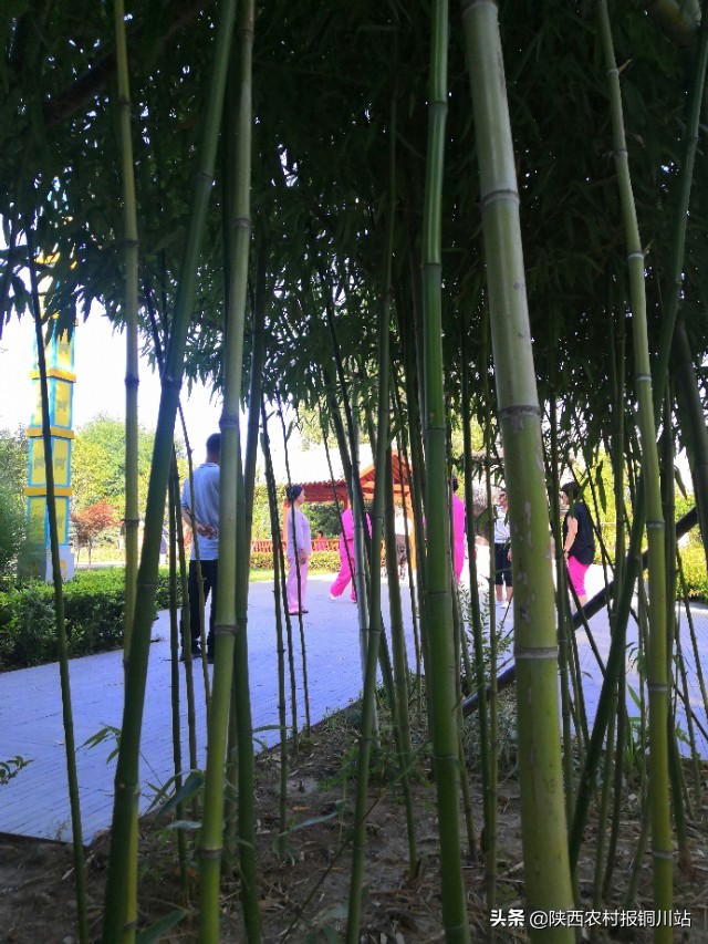 朱百强是谁,朱百强散文