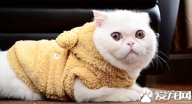 对猫咪过敏的症状怎么消除掉,对猫咪过敏了怎么解决