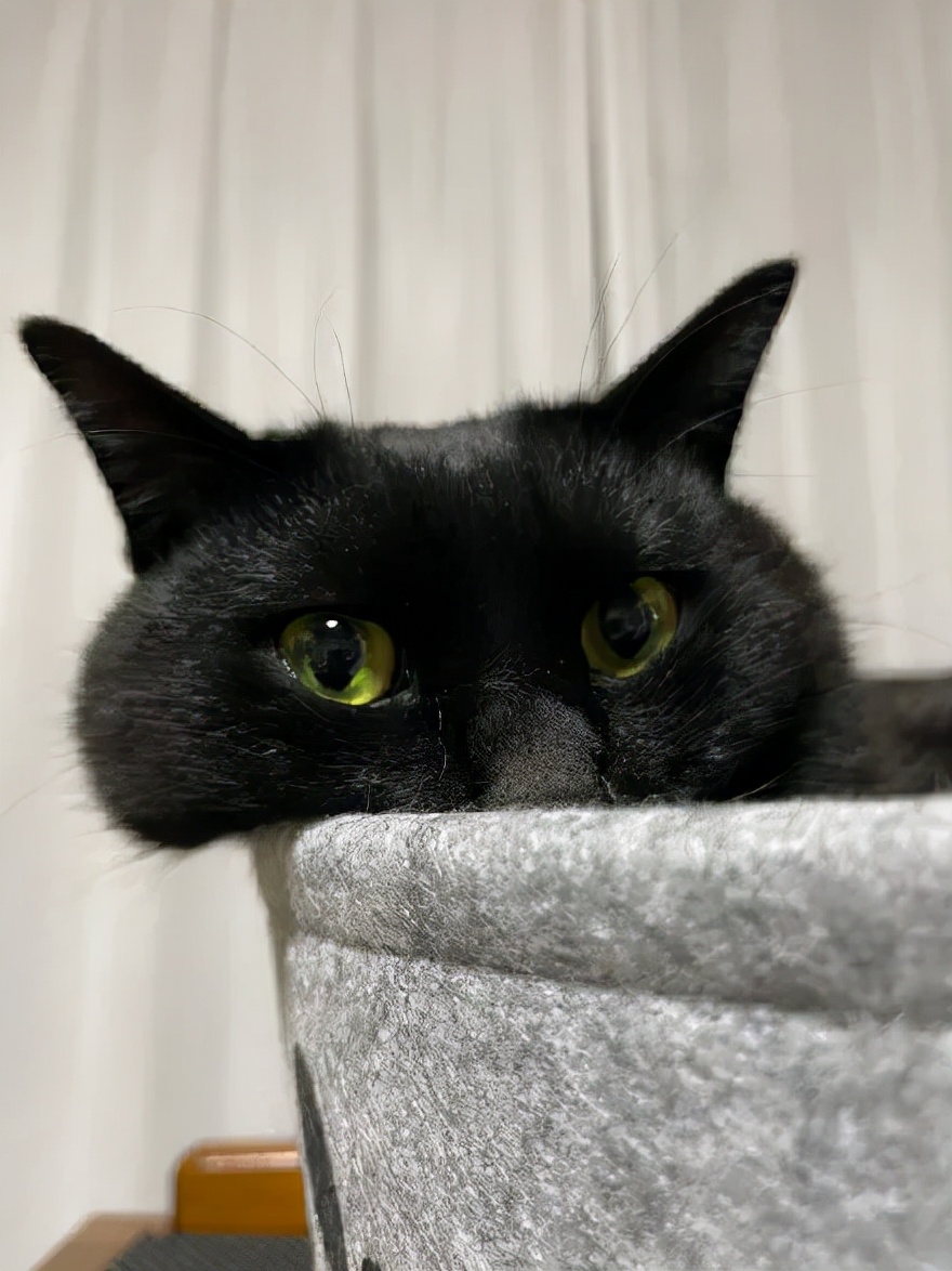 众所周知的猫咪,猫咪是液体也是固体