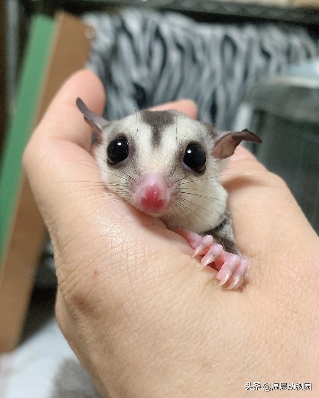 蜜袋鼯到底好不好养,养蜜袋鼯的优点和缺点