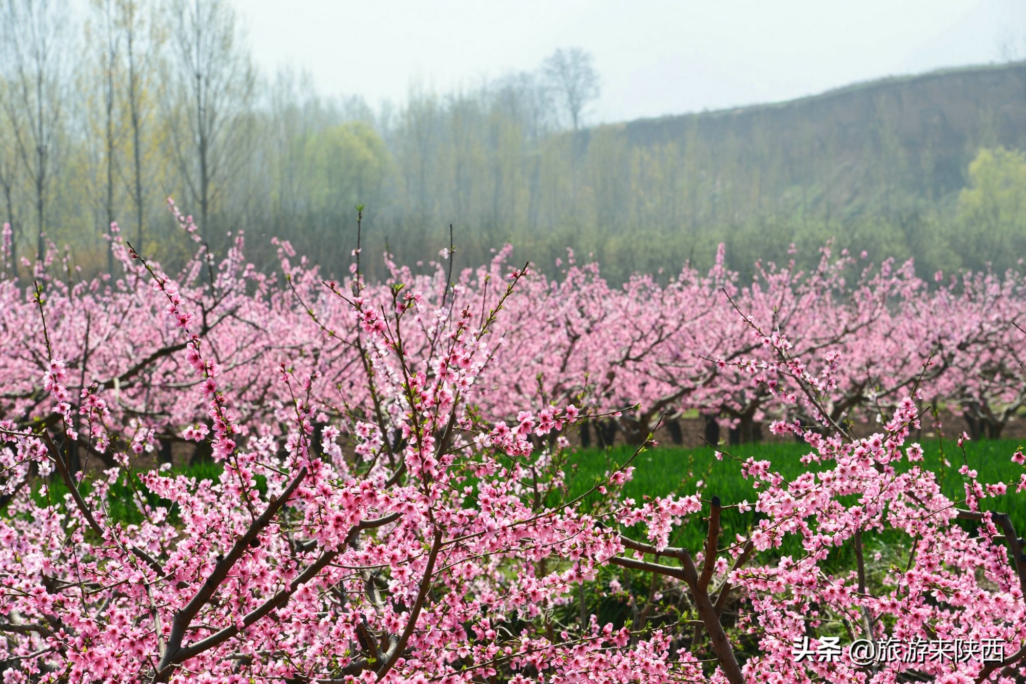 长安区王莽千亩桃园,西安王莽万亩桃花源