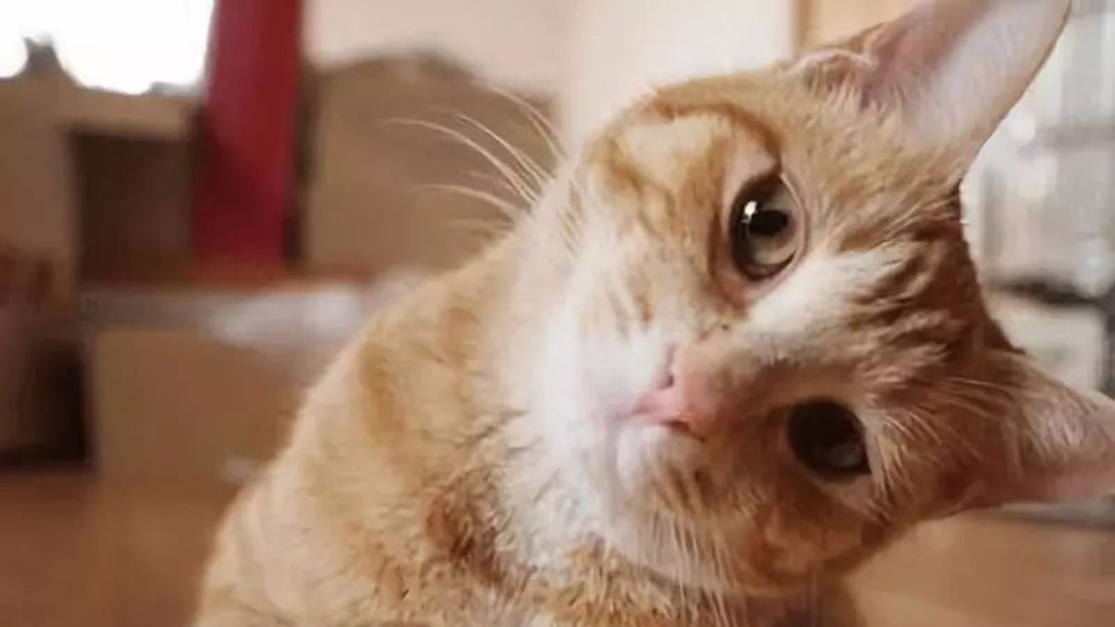 猫咪歪头站不稳什么原因,猫咪歪头站不稳是怎么回事