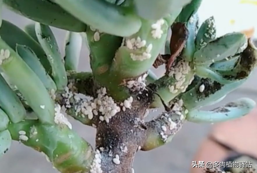 多肉上长白色的虫子怎么去除,多肉上白色虫子怎样去除