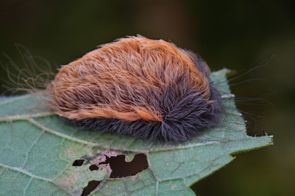 最毒的毛毛虫是哪一只,史上十大最毒毛毛虫排行榜