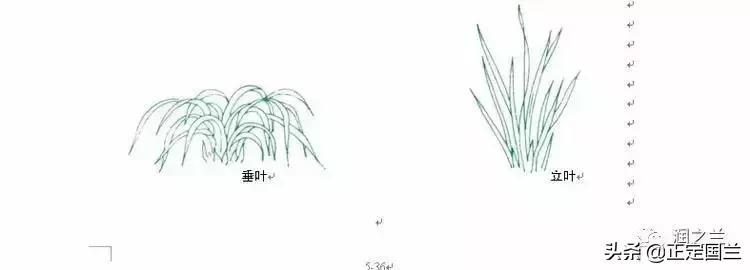 兰花知识大全100种,兰花鉴赏术语100条