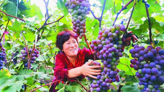 葡萄采收的最佳时间,葡萄成熟方法