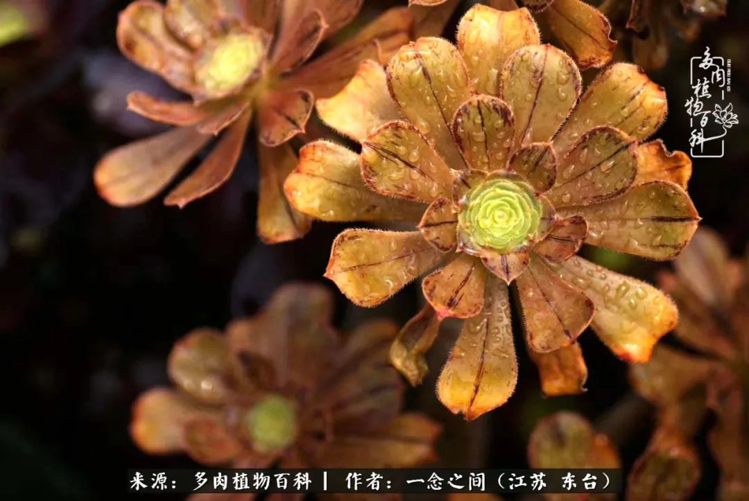 遇见花开蓝莓糖,遇见花开蔬菜沙拉酱