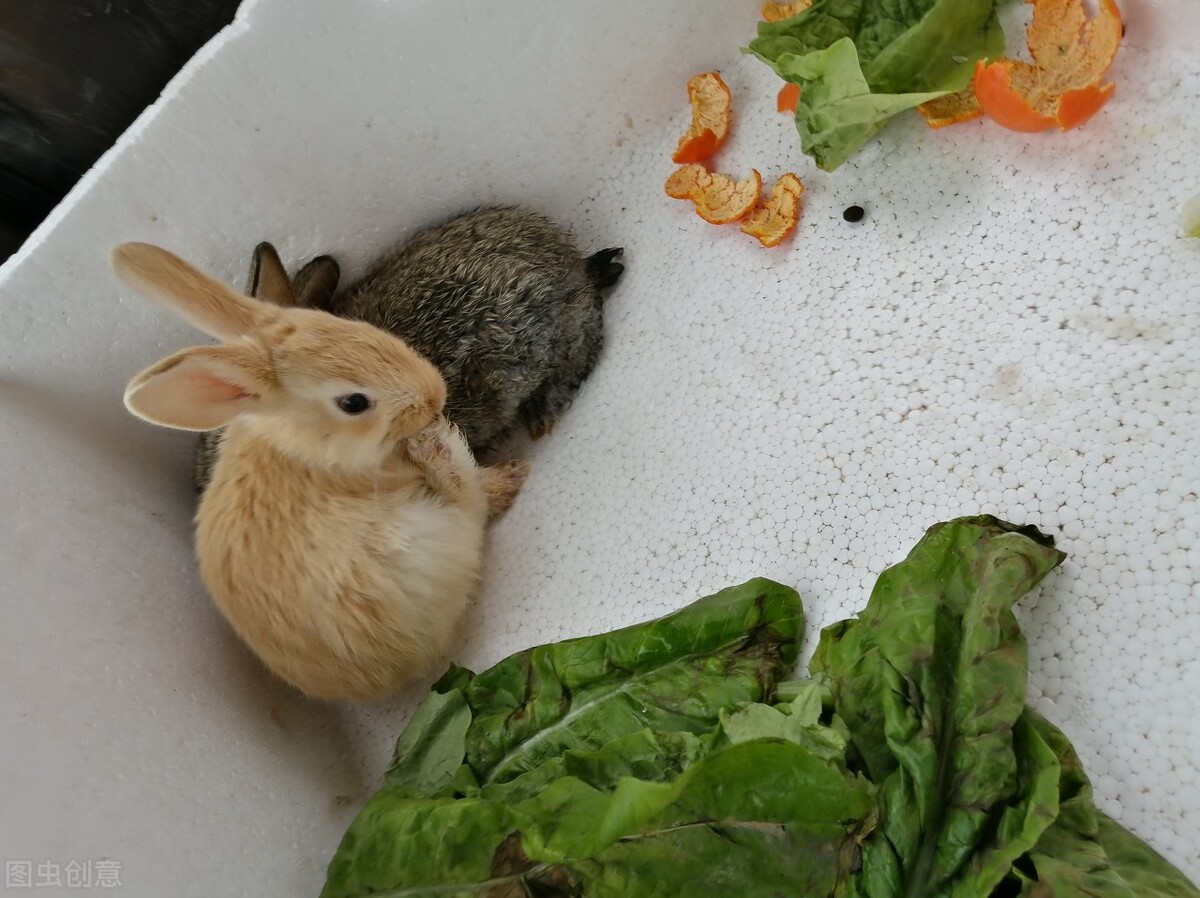 兔子腿发炎了里面有脓怎么办,兔子腿受伤了流血了怎么办