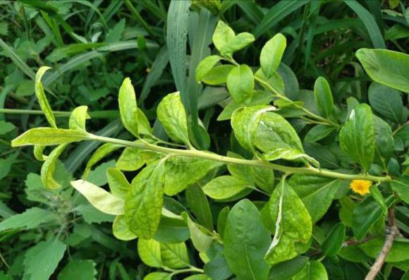 蓝莓光长叶不开花怎么回事,蓝莓出现烂叶是什么情况