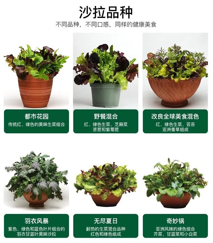 夏季适合做沙拉的蔬菜有哪些,种蔬菜教程阳台