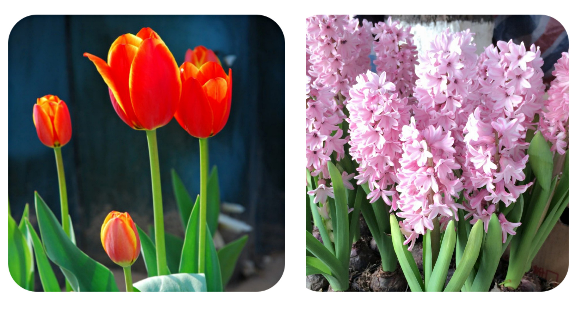 绿化带常见植物名称及图片,100种绿化带或路边常见的花草