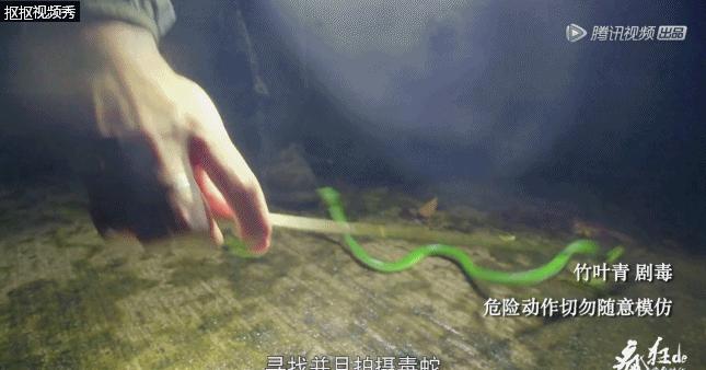 腾讯最新纪录片，记录人与毒宠的相爱相杀，堪称开年第一！