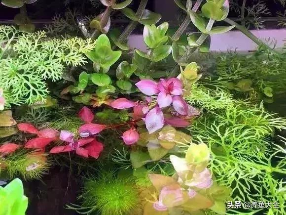 养鱼大神都养什么鱼,鱼缸养鱼都有哪些鱼