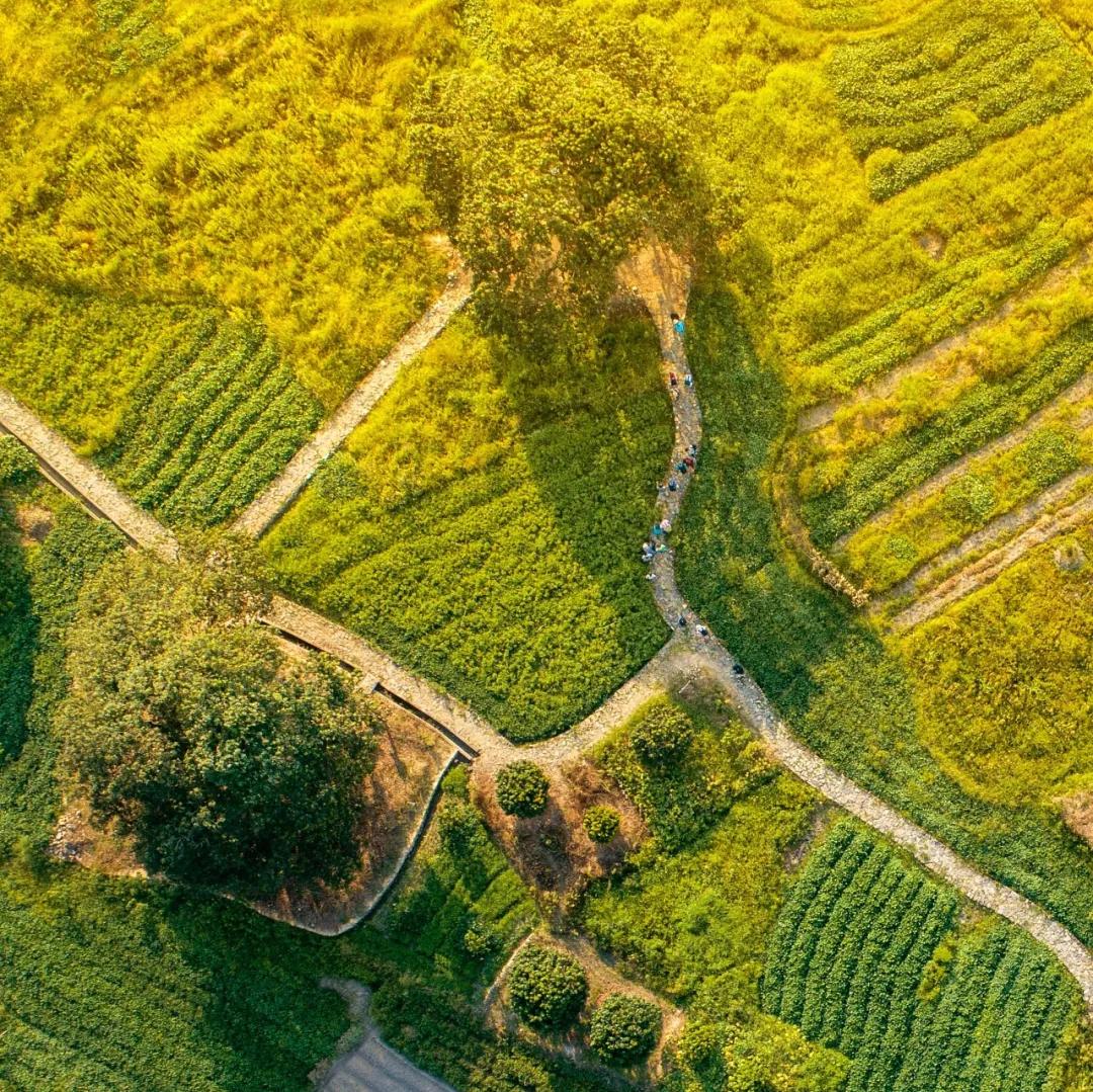中国哪里的荔枝最甜,全国荔枝最好吃的地方