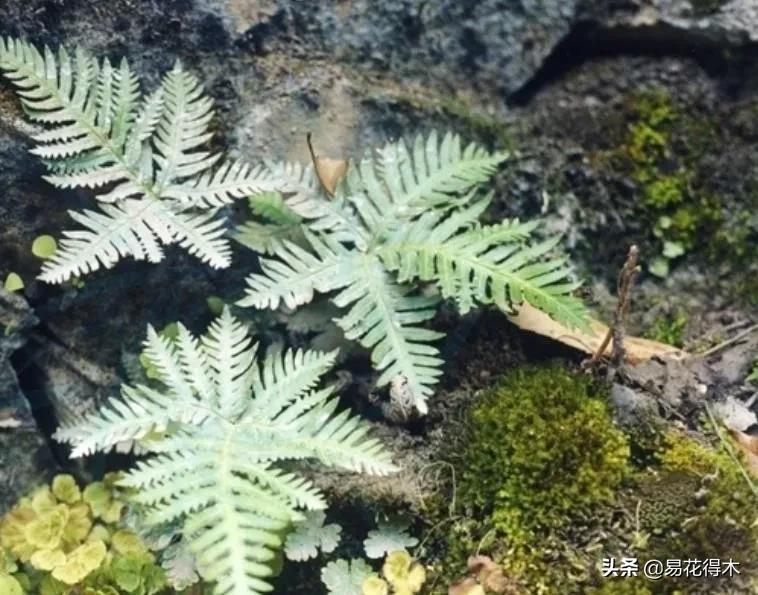 我国药用蕨类产地,中国蕨类大全图