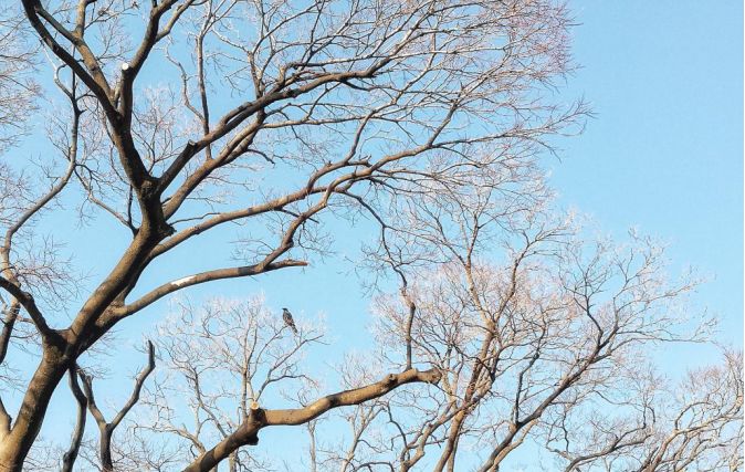 王思聪和李易峰关系有多好,王思聪和李易峰的区别