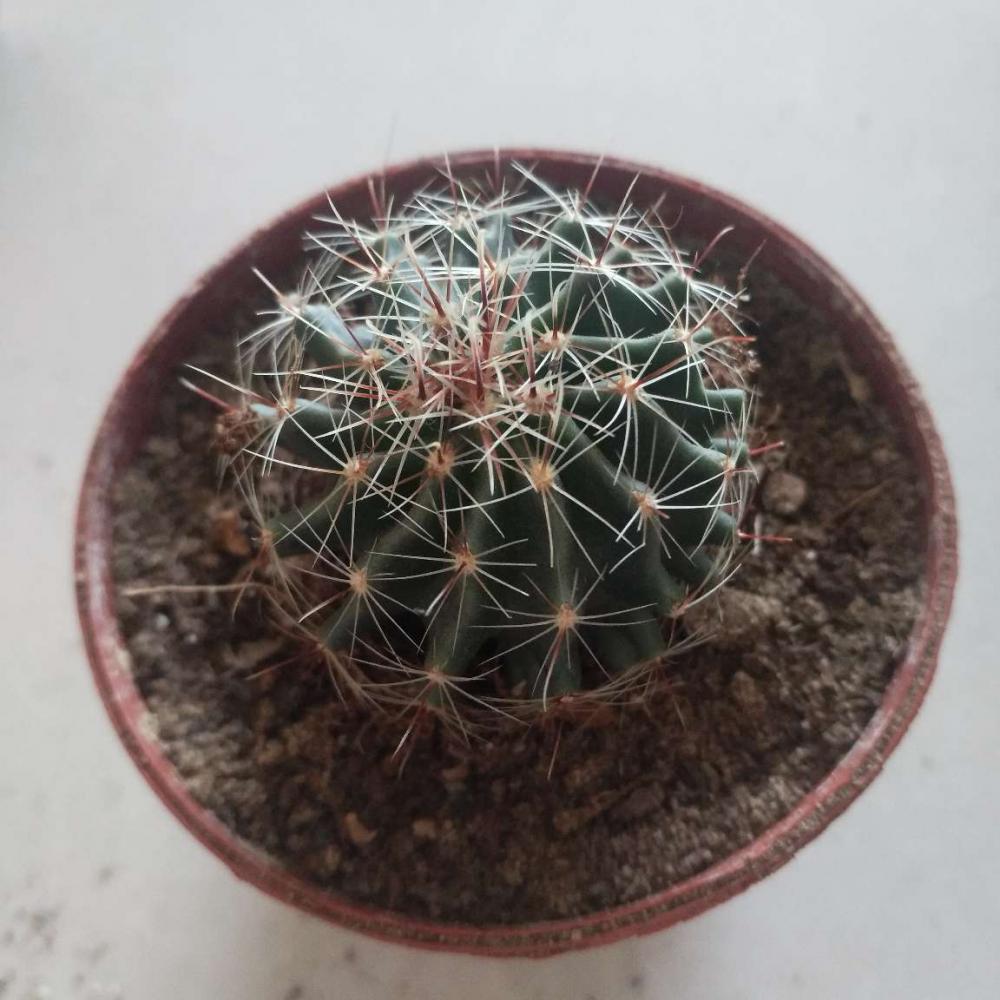 品种大全丨30个仙人球品种图鉴，每个都可爱肉萌到想要全部搬回家