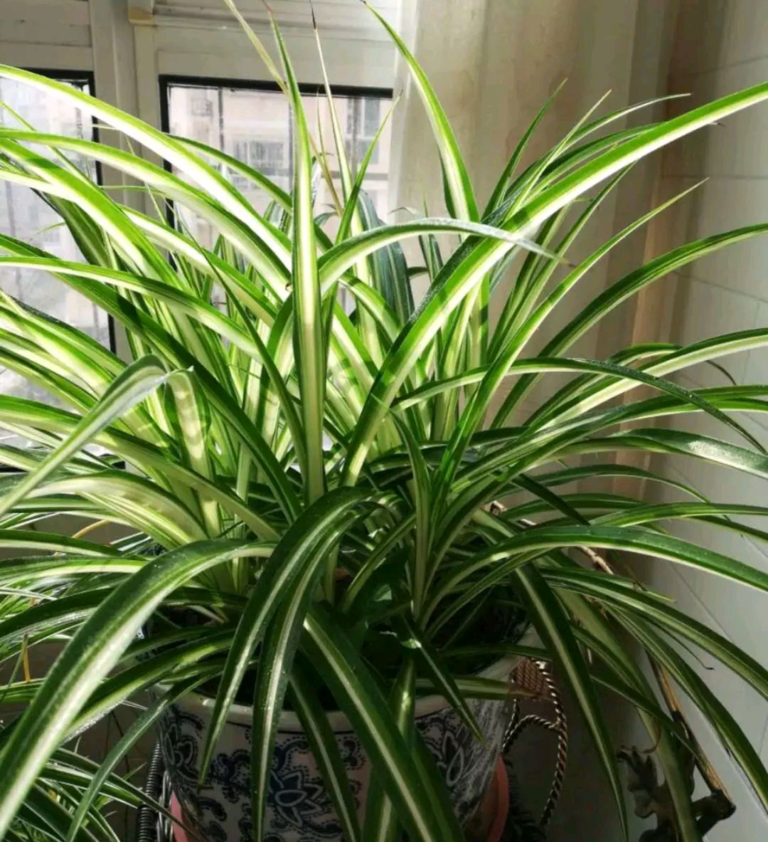 吊兰怎么养才能快速抽藤,吊兰软趴是怎么回事