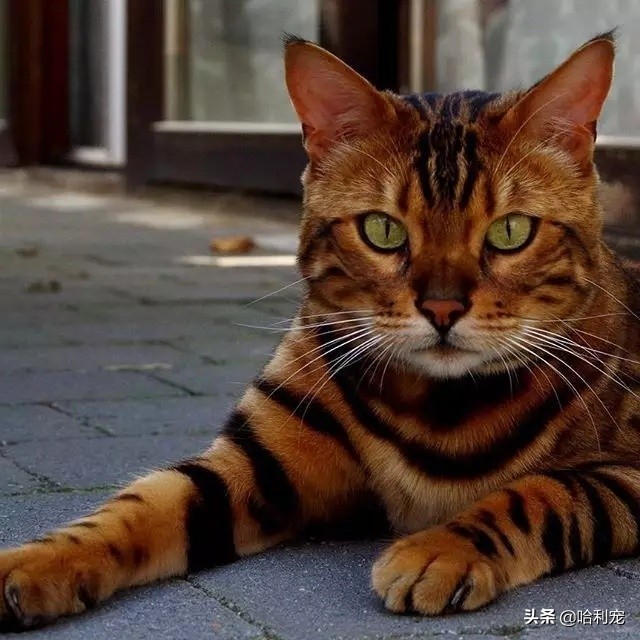 100元人民币的猫,身价不菲的猫排行榜