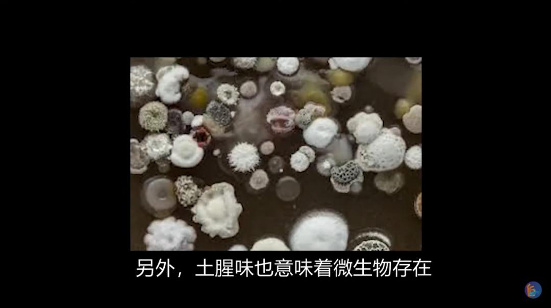 江鱼有土腥味怎么去除,淡水鱼怎么去腥味最好