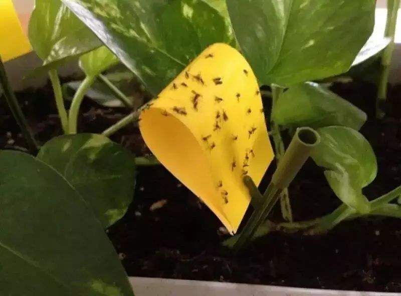 盆栽植物怎么预防土里生虫,盆栽植物病虫害怎么治