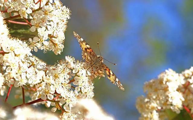 石楠花为什么是生命之花,石楠花是怎样的